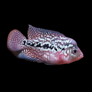 Flowerhorn Cichlid Full Moon Kamfa Malau 5cm Juvenile Male