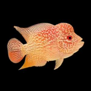 Flowerhorn Cichlid Golden Base 8cm Sub Adult Male