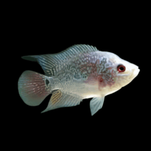 Flowerhorn Cichlid Golden Base 5cm Juvenile Male