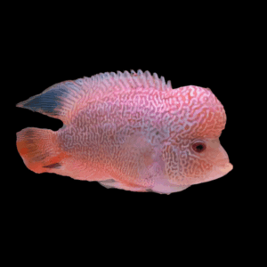 Flowerhorn Cichlid Golden Base Super Red Magma Grade AA 20cm Show Adult Male