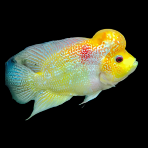 Flowerhorn Cichlid Golden Monkey 8cm Sub Adult Male