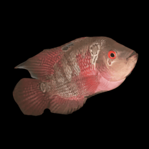 Flowerhorn Cichlid Grade A 12cm Female