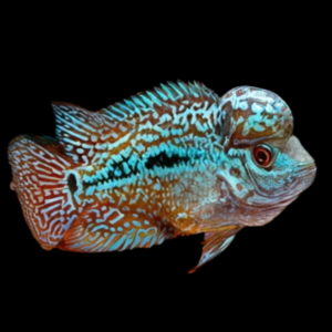 Flowerhorn Cichlid Kamfa Malau Short Body 8cm Sub Adult Male