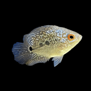 Flowerhorn Cichlid Kamfa Malau Short Body 5cm Juvenile Male