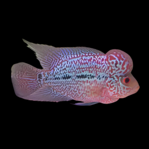 Flowerhorn Cichlid Pearl 8cm Sub Adult Male
