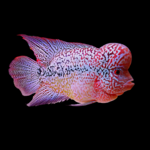 Flowerhorn Cichlid Pearl Of The Orient 8cm Sub Adult Male