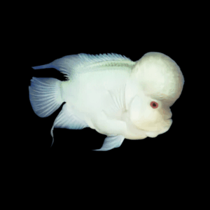 Flowerhorn Cichlid Platinum Grade AA 20cm Show Adult Male