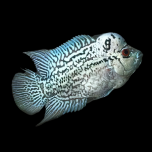 Flowerhorn Cichlid Platinum Kamfa 8cm Sub Adult Male