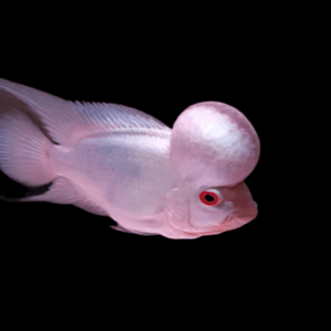 Flowerhorn Cichlid Platinum Super Red Grade AA 20cm Show Adult Male