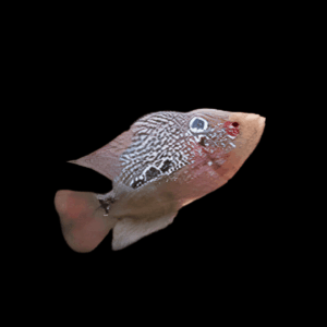 Flowerhorn Cichlid Red Dragon 5cm Juvenile Male