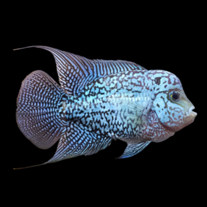 Flowerhorn Cichlid Royal Blue Kamfa Malau 8cm Sub Adult Male