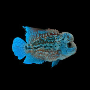 Flowerhorn Cichlid Royal Blue Kamfa Malau 5cm Juvenile Male