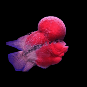 Flowerhorn Cichlid Short Body Grade AA 20cm Show Adult Male