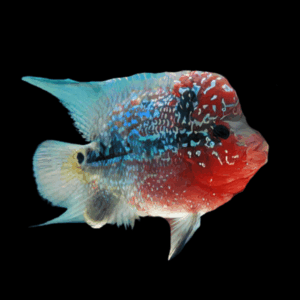 Flowerhorn Cichlid Short Body Super Red Dragon Grade A 5cm Juvenile Male