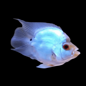 Flowerhorn Cichlid Short Body Thai Silk 5cm Juvenile Male