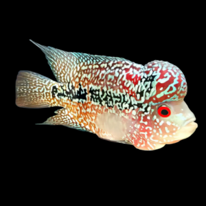 Flowerhorn Cichlid Super 1.8K Malau 8cm Sub Adult Male