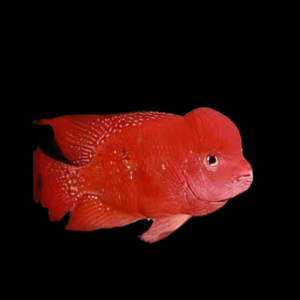Flowerhorn Cichlid Super Monkey Kamfa Grade AA 20cm Show Adult Male