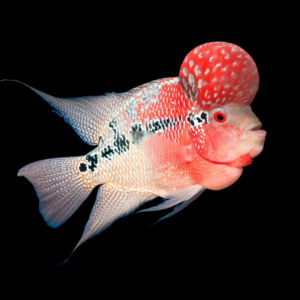 Flowerhorn Cichlid Super Red Dragon 8cm Sub Adult Male