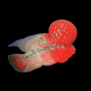 Flowerhorn Cichlid Super Red Dragon Grade AA 20cm Show Adult Male