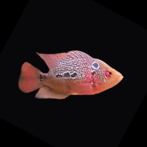 Flowerhorn Cichlid Super Red Dragon 5cm Juvenile Male