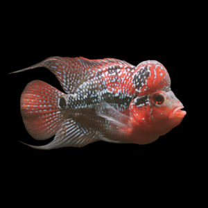 Flowerhorn Cichlid Red Kamfa 8cm Sub Adult Male
