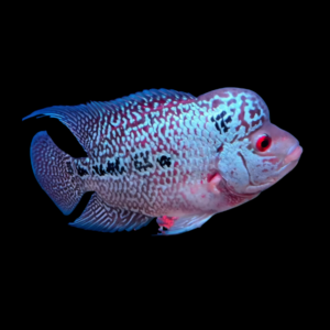 Flowerhorn Cichlid Super Red Magma 8cm Sub Adult Male