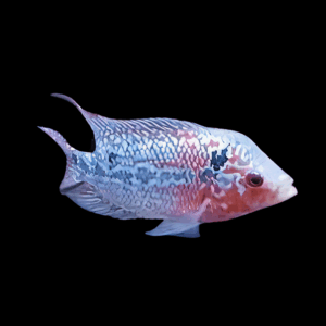 Flowerhorn Cichlid Super Red Magma 5cm Juvenile Male