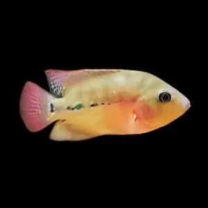Flowerhorn Cichlid Super Red Monkey 5cm Juvenile Male