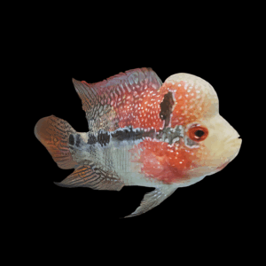 Flowerhorn Cichlid Super Red Star 5cm Juvenile Male