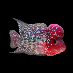 Flowerhorn Cichlid Vietnamese 8cm Sub Adult Male