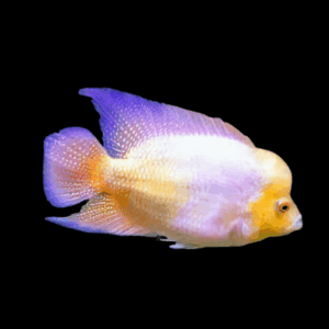Flowerhorn Cichlid White Angel King Grade AA 20cm Show Adult Male