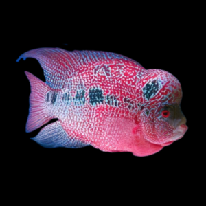 Flowerhorn Cichlid Super Magma Kamfa 8cm Sub Adult Male