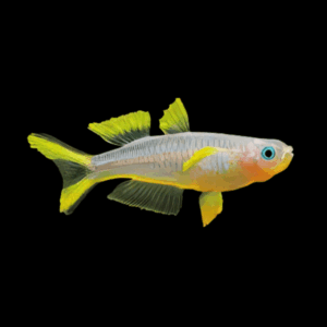 Forktail Blue Eye Rainbow Fish Popondetta Turcata 3cm