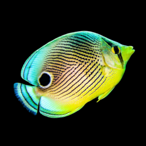Four Eyed Butterfly Fish Chaetodon Capistratus