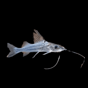 Four Lined Pim Catfish Pimelodus Blochii 6cm