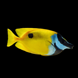 Fox Face Black Spot Rabbit Fish Siganus Unimaculatus