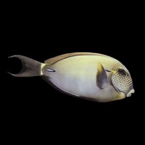 Freckle Face Tang Acanthurus Maculiceps