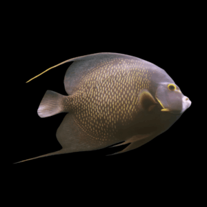 French Paru Angelfish Pomacanthus Paru