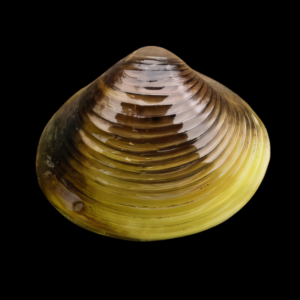 Freshwater Clam Corbicula Fluminea 4cm