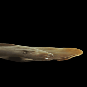 Freshwater Moray Eel White Cheek Echidna Rhodochilus 20cm