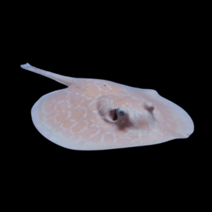 Freshwater Red Ruby Hybrid Albino Stingray Potamotrygon Jabuti 20cm