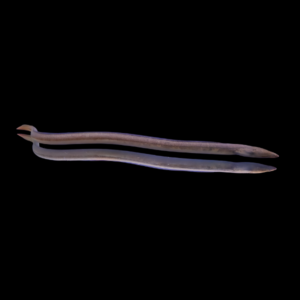 Freshwater Snake Eel Lamnostoma Kampeni 20cm