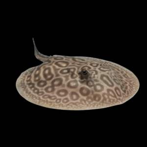 Freshwater West African Pearl Stingray Dasyatis Margaritella 20cm