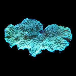 Fringe Hard Coral Merulina Sp