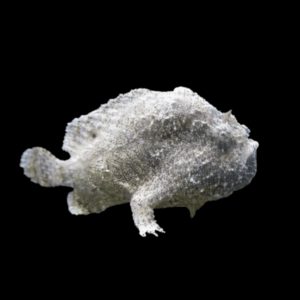 Frogfish Antennarius Biocellatus 10cm