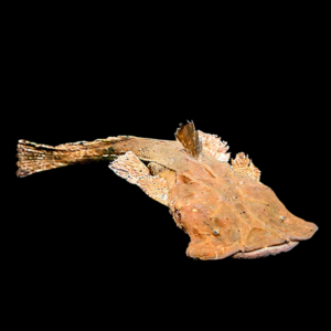 Frogmouth Catfish Chaca Bankanensis - 10cm