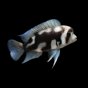 Cyphotilapia Frontosa Black Widow 3cm