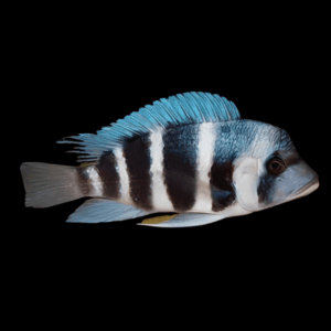 Cyphotilapia Frontosa Blue Chaitika  3cm