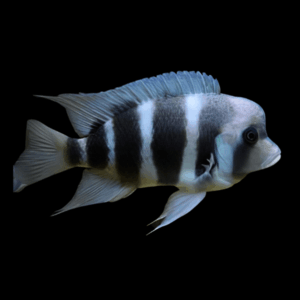 Cyphotilapia Frontosa Blue Kipili 3cm