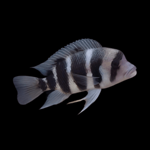 Cyphotilapia Frontosa Kavala 3cm